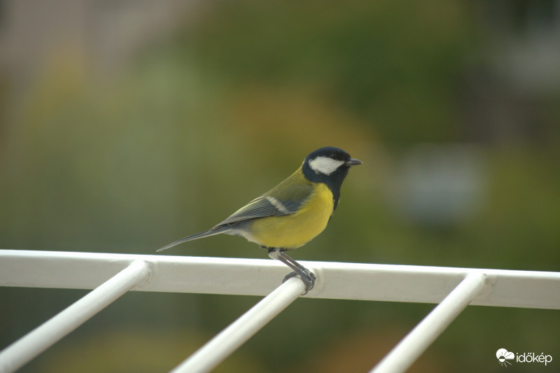 Parus major
