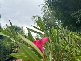 Kistarcsa