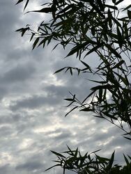 Balatonlelle