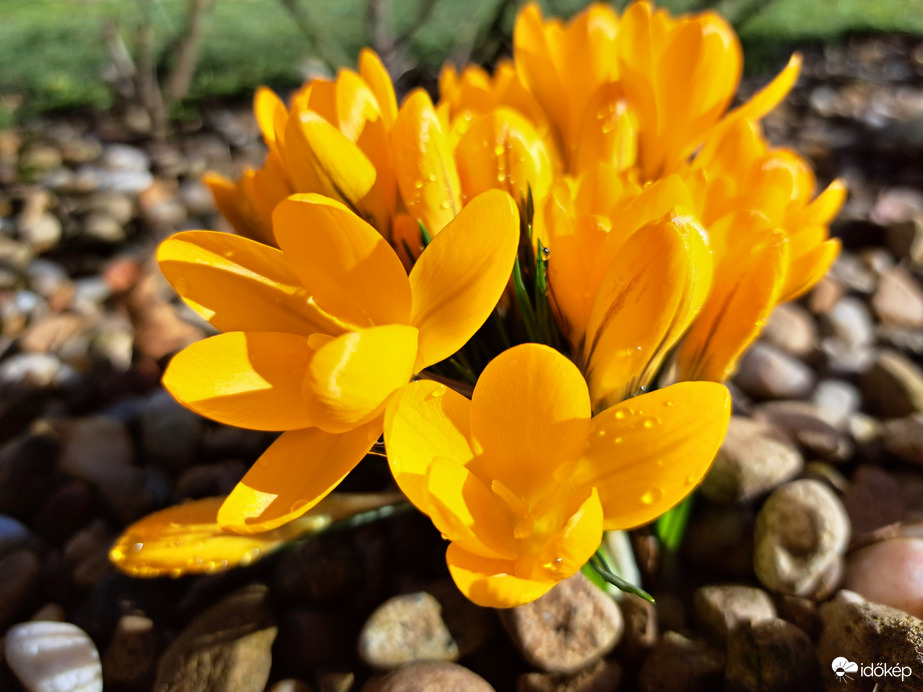 Sárga virágú Krókusz
