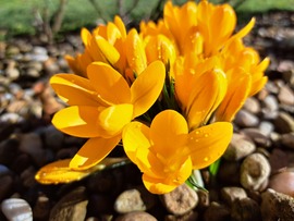 Sárga virágú Krókusz