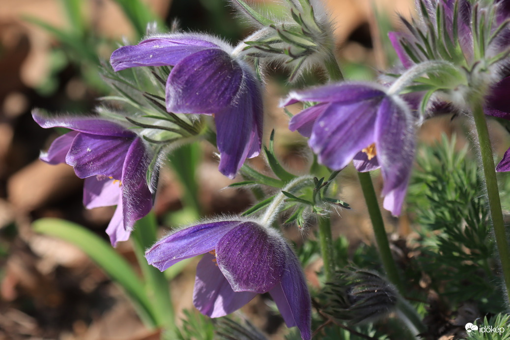 TAVASZI KÖKÖRCSINY