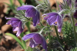 TAVASZI KÖKÖRCSINY