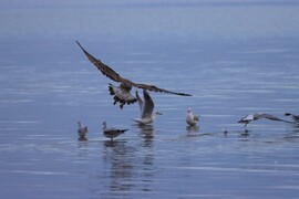 BALATONKENESE