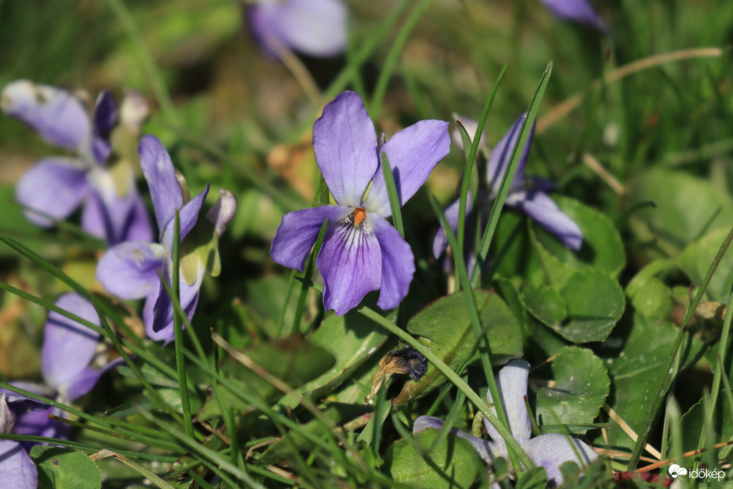 Ibolya márcusi napsütésben