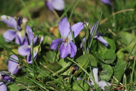 Ibolya márcusi napsütésben