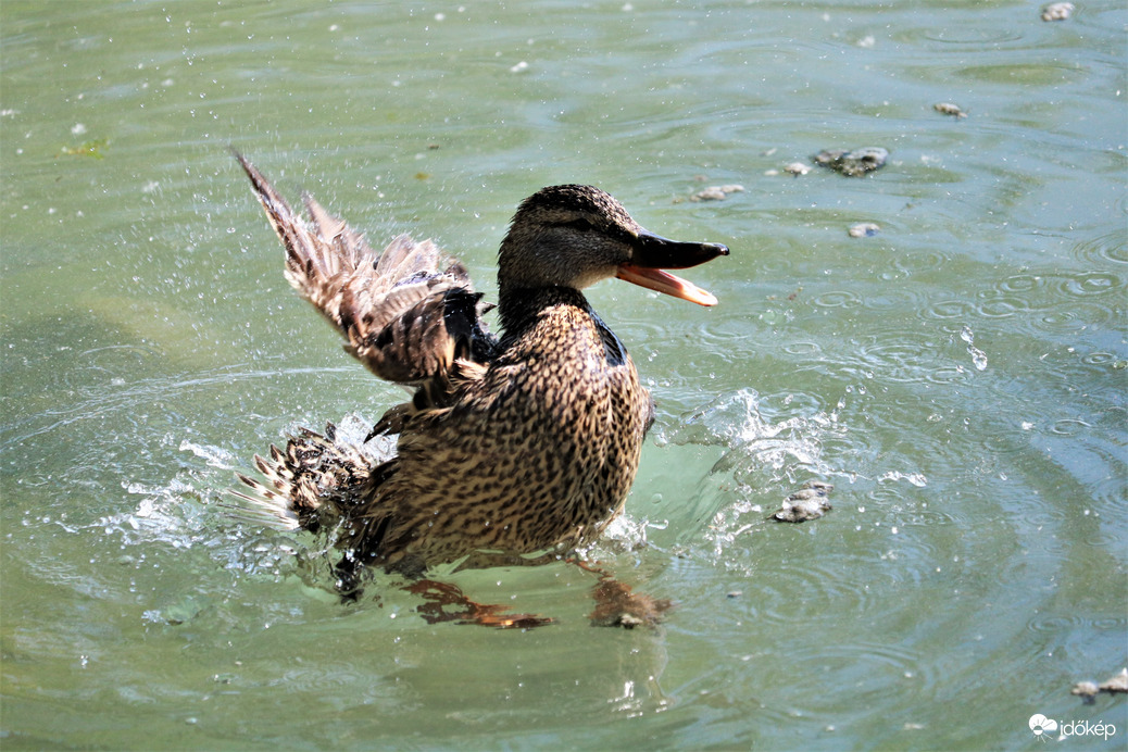 Márciusi lubickolás