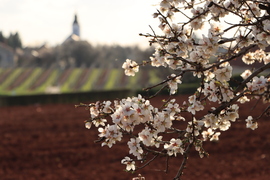 Elkezdődött a mandulavirágzás