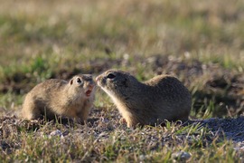 TAVASZ ELŐCSALOGATT AZ ÜRGÉKET