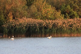 BALATONAKARATTYA