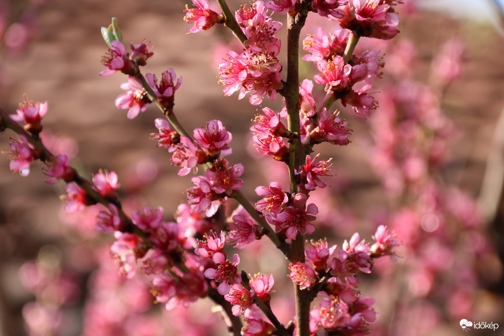 Rózsaszín virágzás