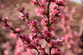 Rózsaszín virágzás