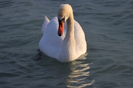 EGY KIS NAPFÜRDŐZÉS