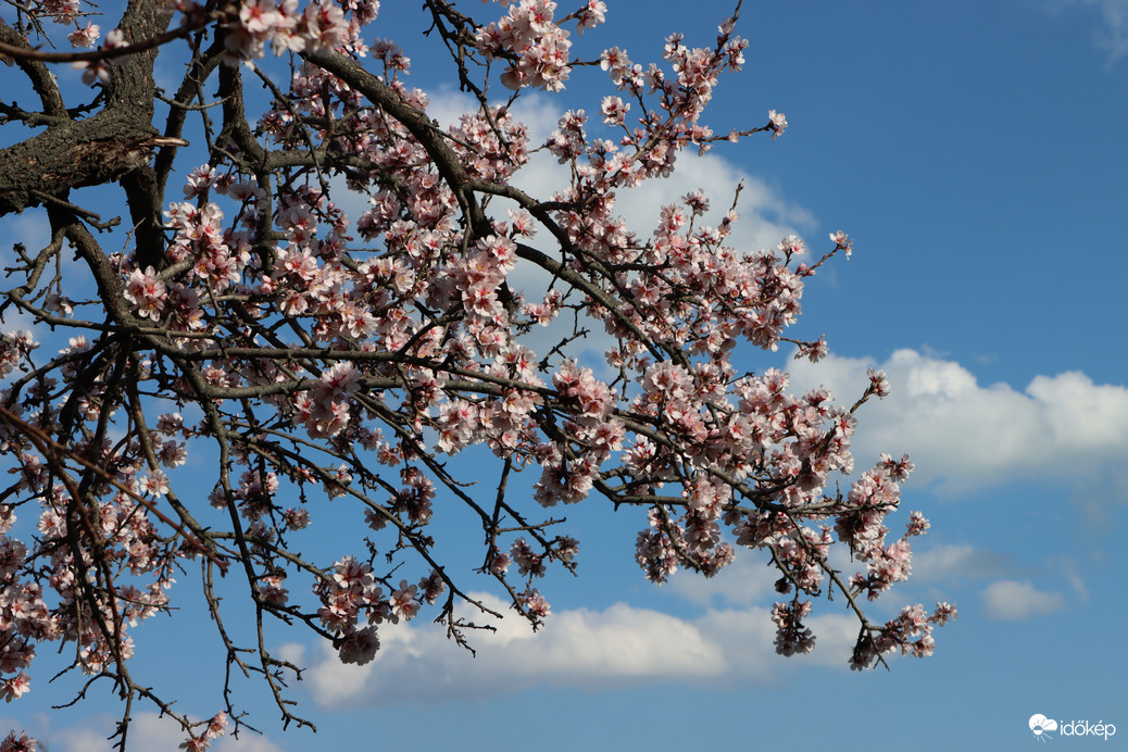 CSODÁLATOS MANDULAVIRÁGZÁS