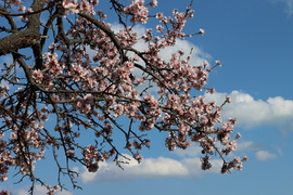 CSODÁLATOS MANDULAVIRÁGZÁS