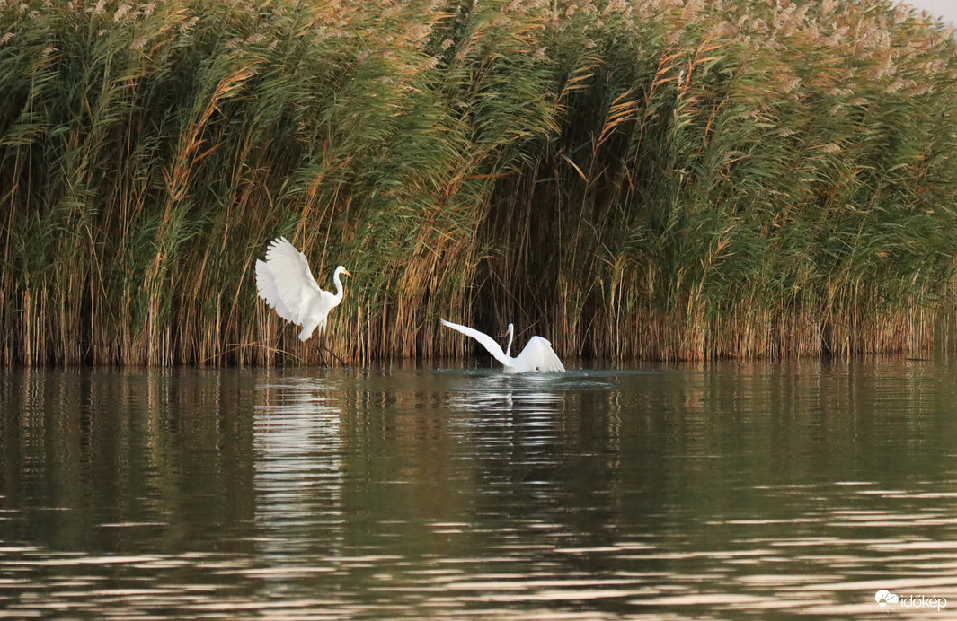 BALATONFŰZFŐ