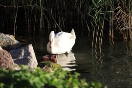 BALATONFŰZFŐ