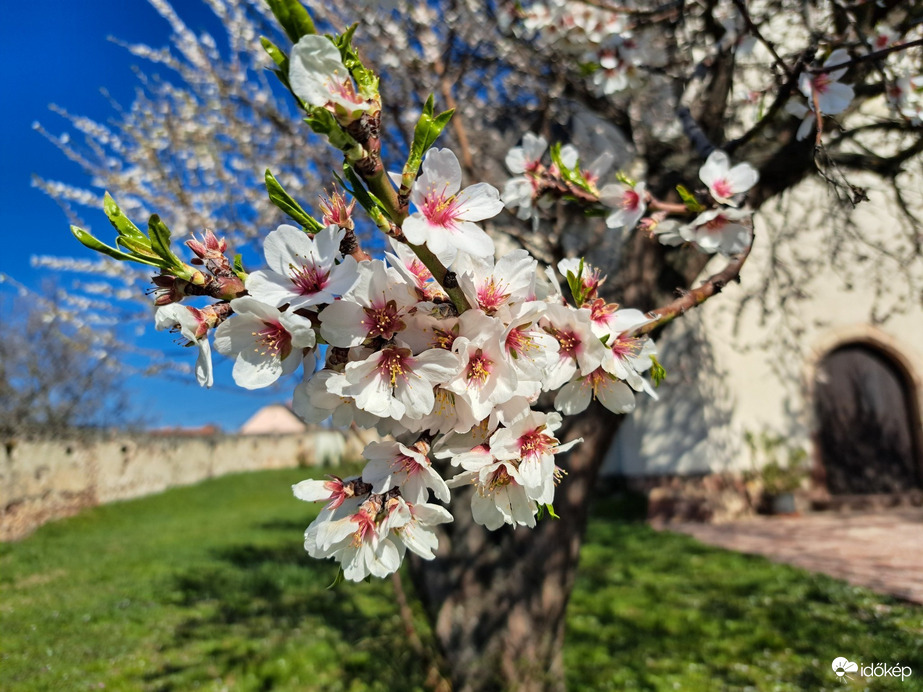 TAVASZI SZÍNPOMPÁBAN
