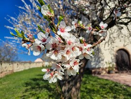 TAVASZI SZÍNPOMPÁBAN