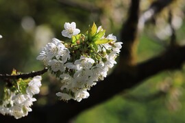 TAVASZ VAN, IGAZI TAVASZ VAN