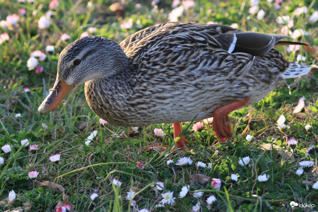 TAVASZI VIRÁGOK KÖZÖTT