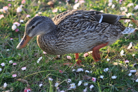 TAVASZI VIRÁGOK KÖZÖTT