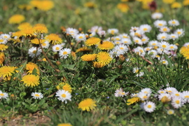 ÁPRILISI NAPSÜTÉSBEN