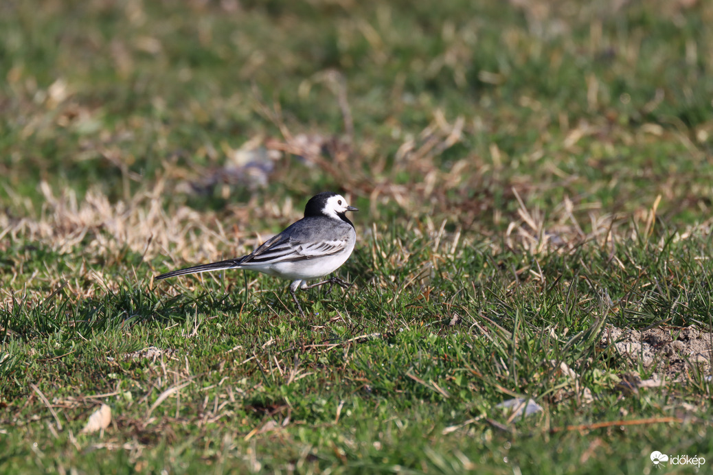Reggeli séta a parton