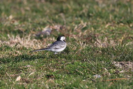 Reggeli séta a parton