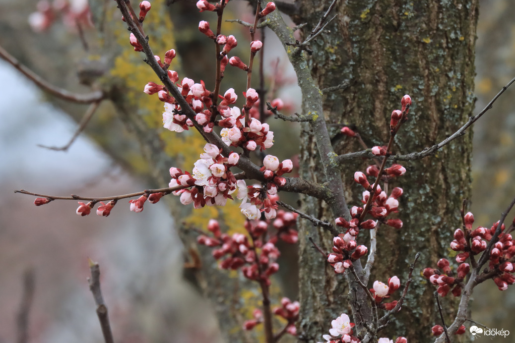GYÖNYÖRŰ MÁRCIUSI TAVASZ