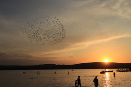 BALATONFŰZFŐ ÉS A SEREGÉLYEK 
