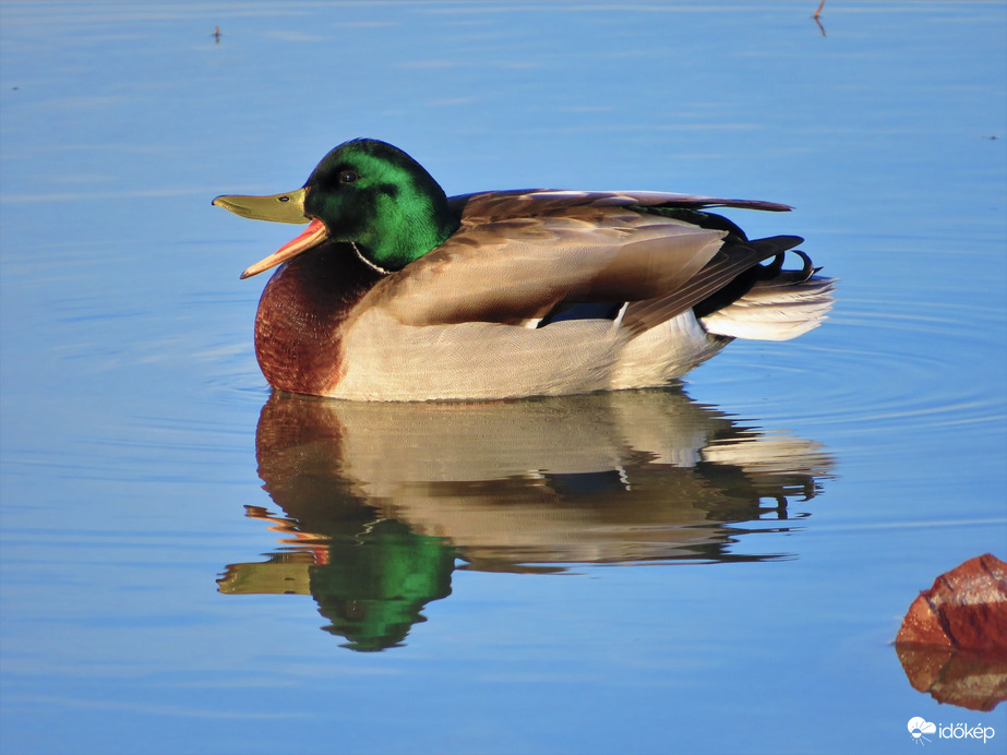 TAVASZ VAN....MILYEN SZÉP TAVASZ VAN...