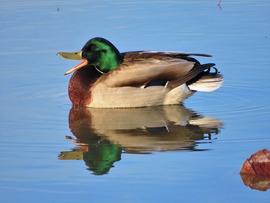TAVASZ VAN....MILYEN SZÉP TAVASZ VAN...