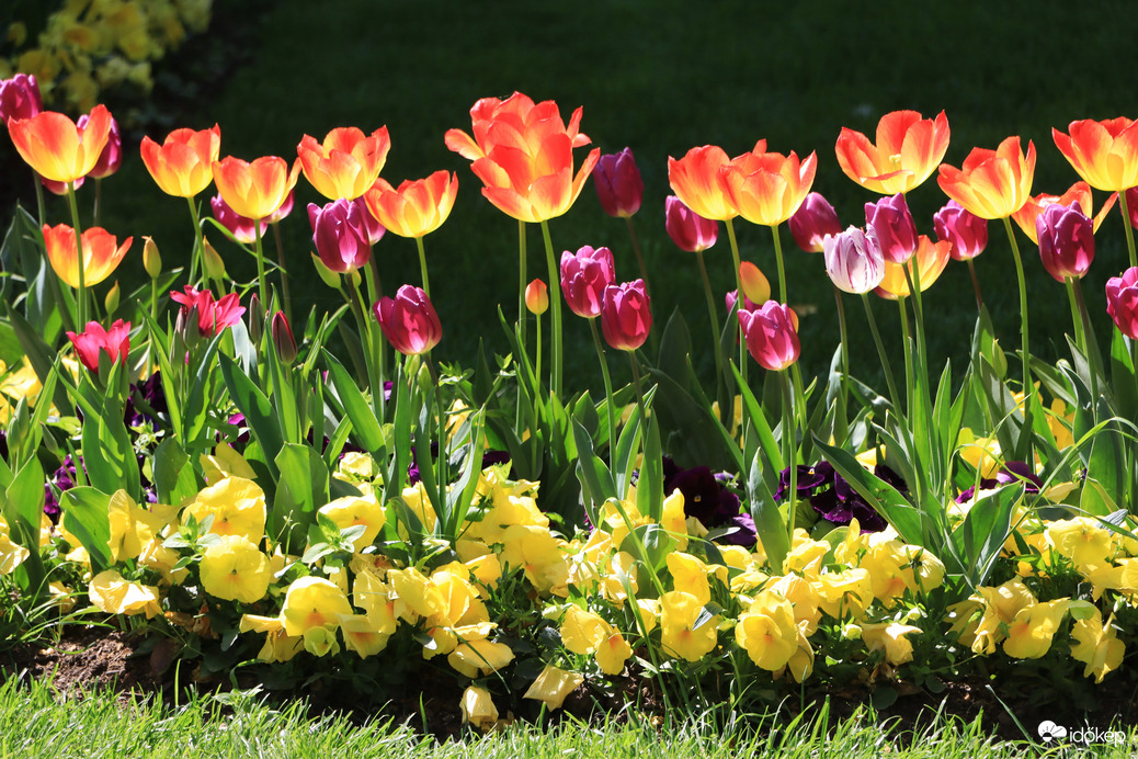 ÁPRILISI TAVASZI VIRÁGOK