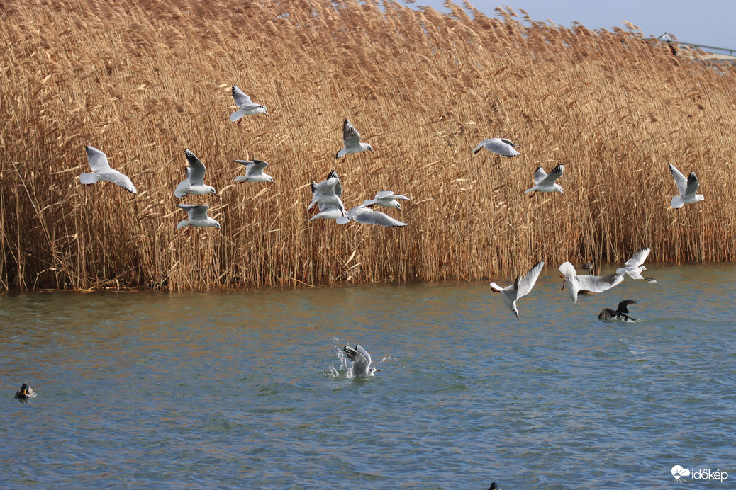 SIRÁLYOK KERINGŐJE
