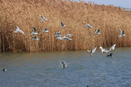 SIRÁLYOK KERINGŐJE