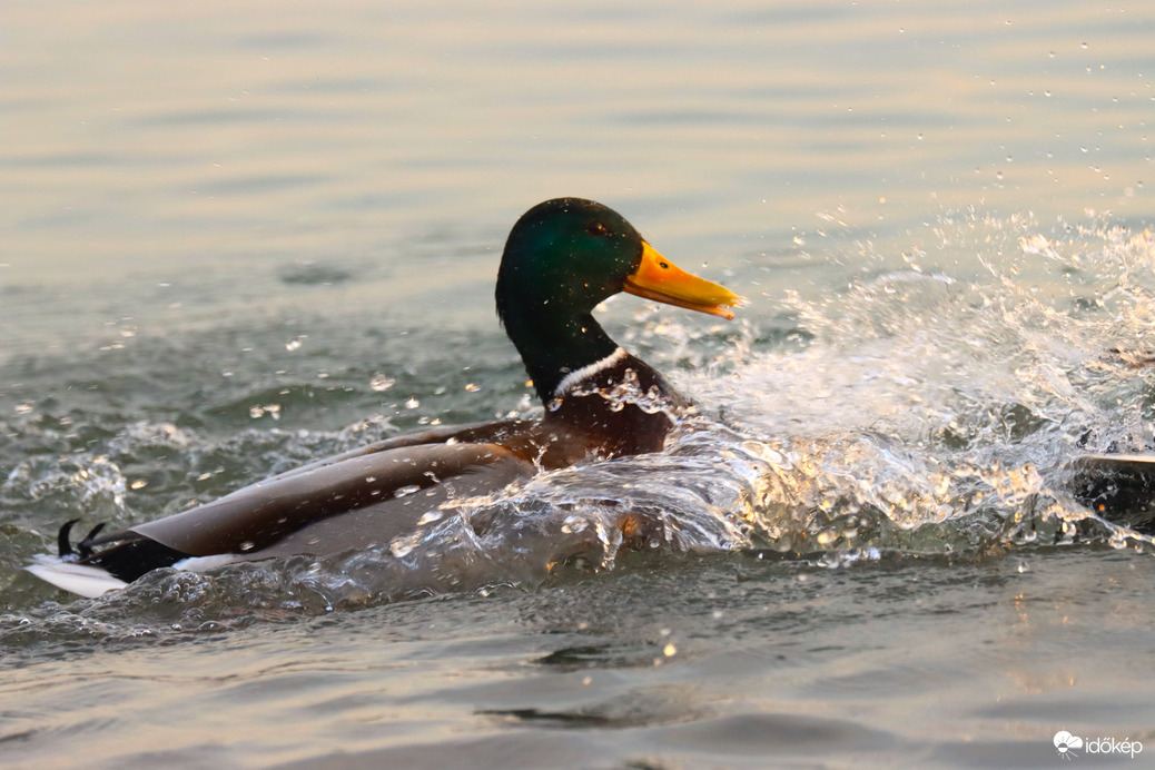 MÁRCIUSI NAPFÜRDŐZÉS