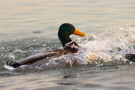 MÁRCIUSI NAPFÜRDŐZÉS