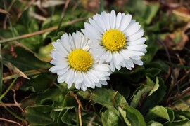 TAVASZI NAPSÜTÉSBEN