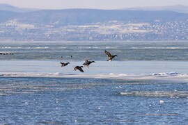 MESÉS TÉLI BALATON
