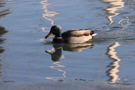 FRISSÍTÓ LUBICKOLÁS, TŐKÉS RÉCE