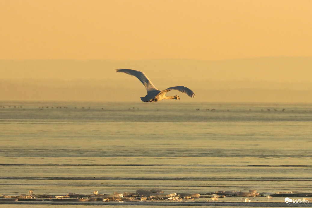 KITÁRT SZÁRNYAKKAL