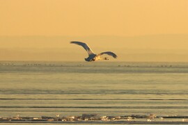 KITÁRT SZÁRNYAKKAL