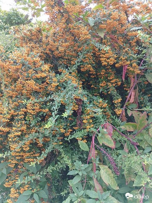 Kiskunhalas