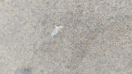 Dunavirágok (?) a Margit-hídon ma hajnalban.