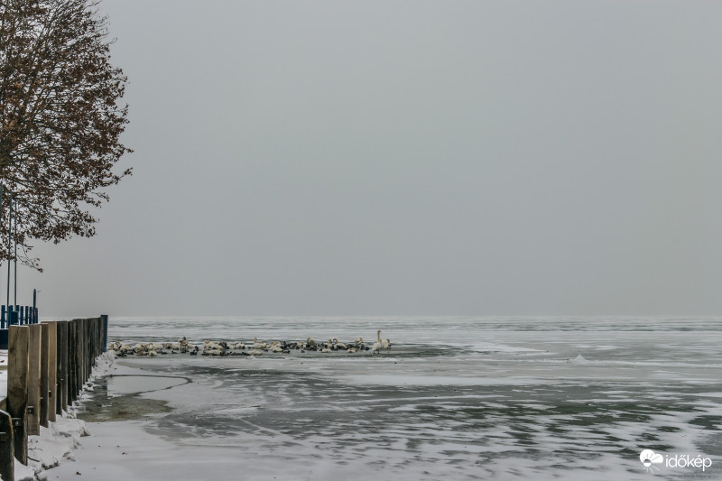 Hattyúk, kacsák találkozó helye
