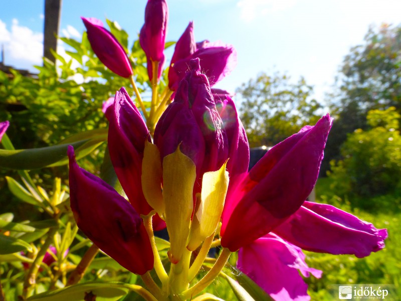 Rhododendron