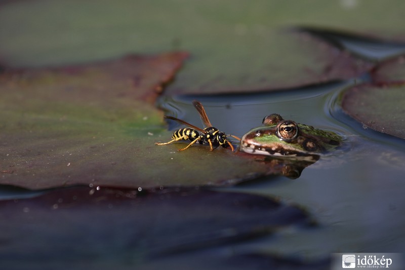 Madarat tolláról, békát barátjáról...
