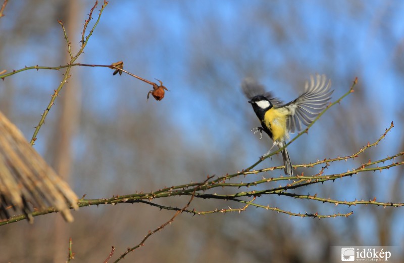 Szúrós a landoló pálya