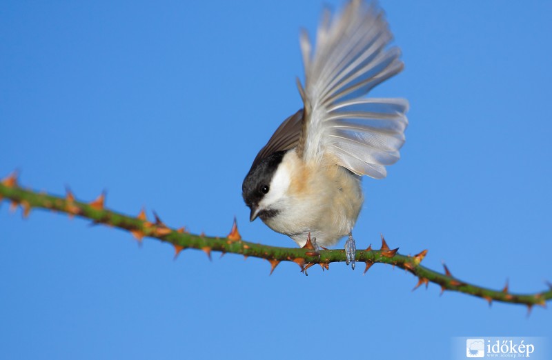 Jelentkezzen, akinek szúrja a talpát